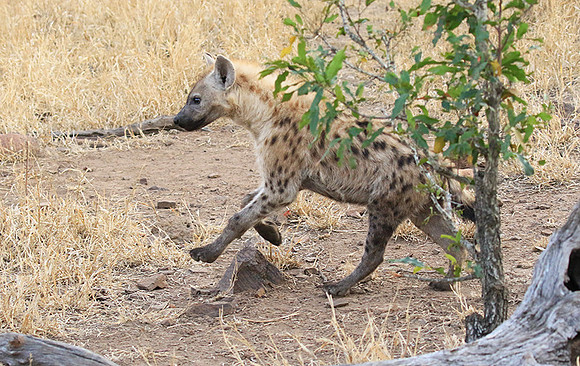 At Kruger NP