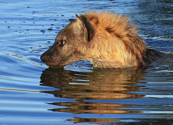 Timbavati private game reserve