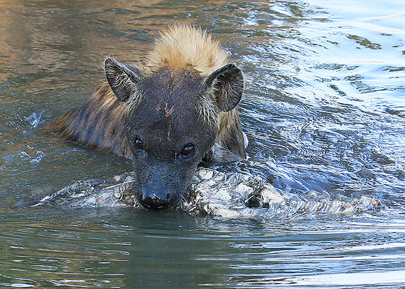 Timbavati private game reserve