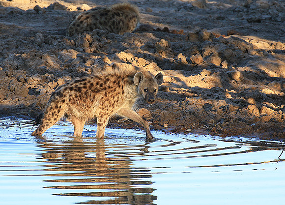 Timbavati private game reserve