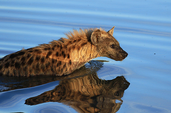 Timbavati private game reserve