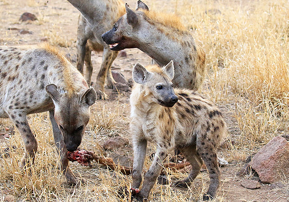 At Kruger NP