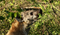 Sabi Sand