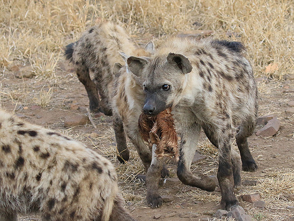At Kruger NP