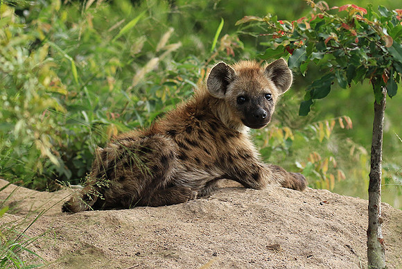Kruger NP