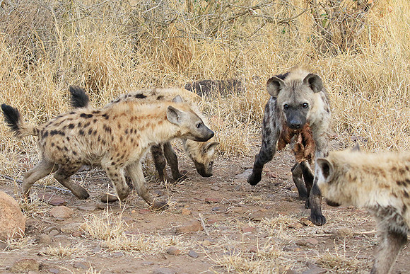 At Kruger NP