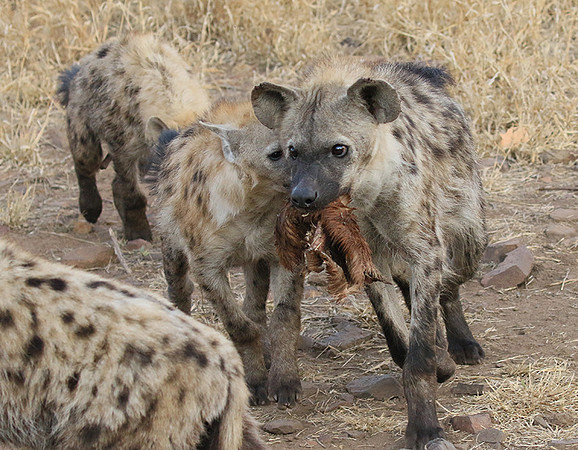At Kruger NP