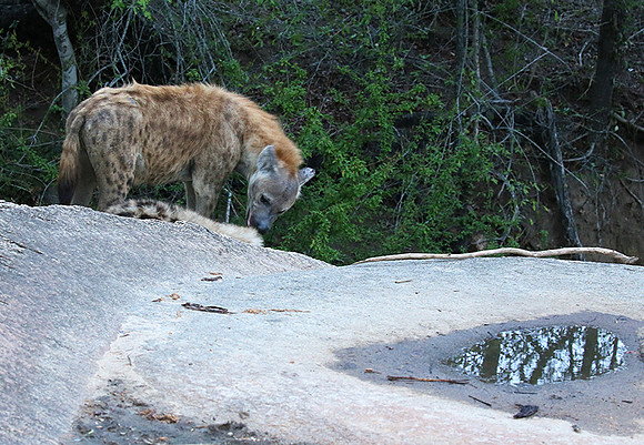 At Mala Mala game reserve