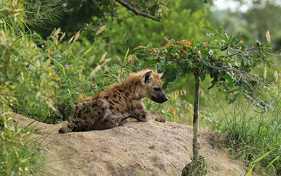 Kruger NP