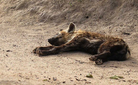 Kruger NP
