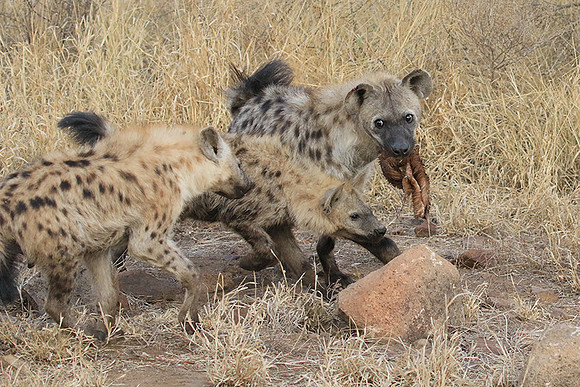 At Kruger NP
