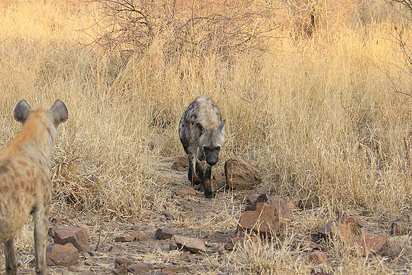 At Kruger NP