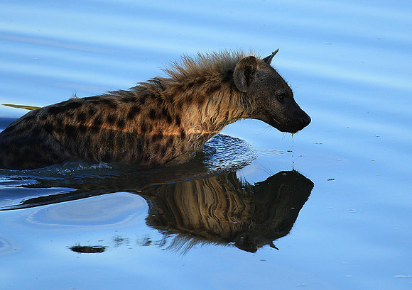 At Timbavati