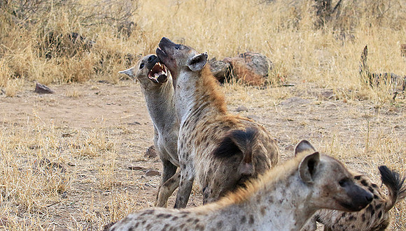 At Kruger NP
