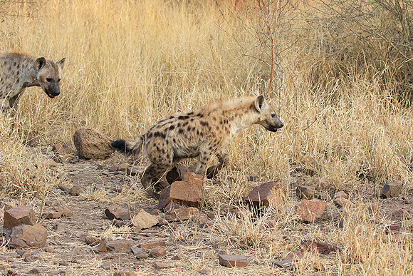 At Kruger NP