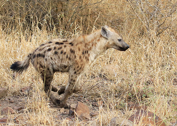 At Kruger NP