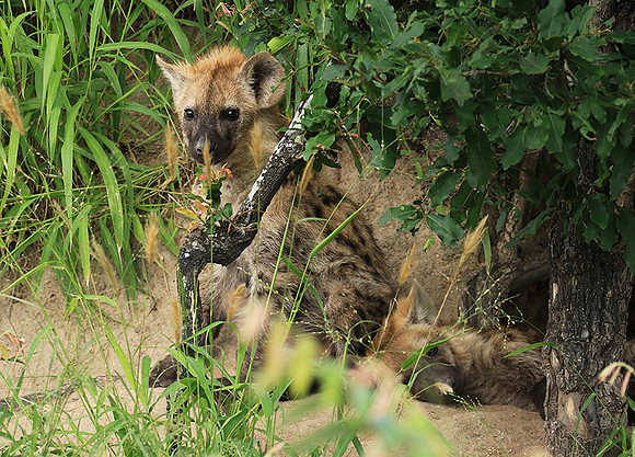 Kruger NP