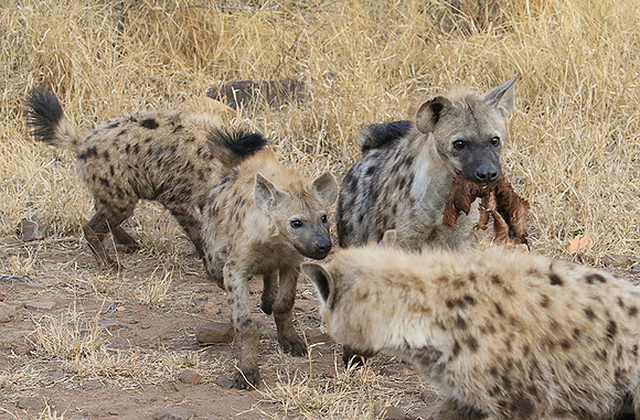 At Kruger NP