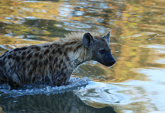 At Timbavati