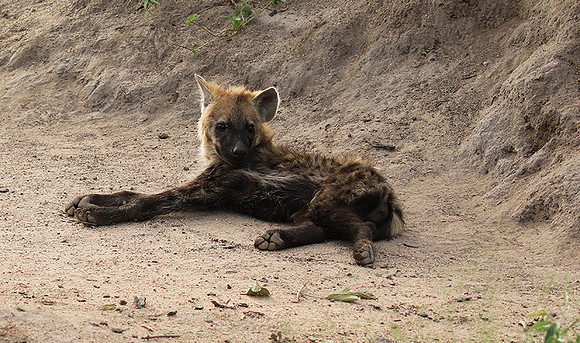 Kruger NP