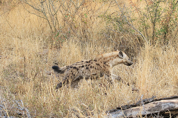 At Kruger NP