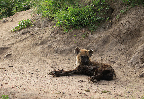 Kruger NP