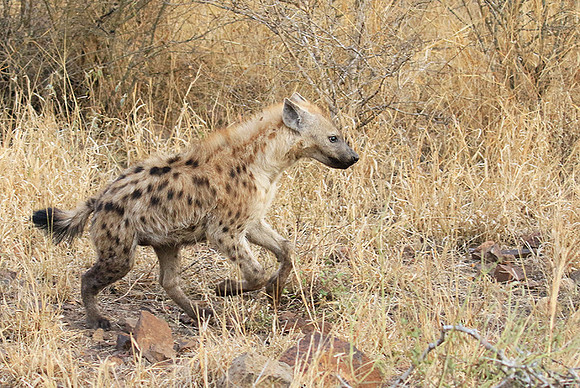 At Kruger NP
