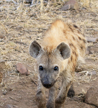 At Kruger NP