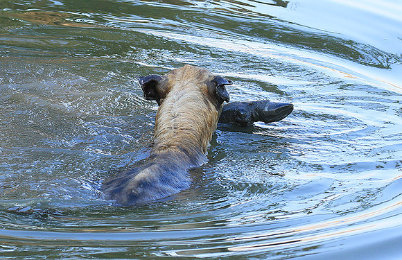 Timbavati private game reserve