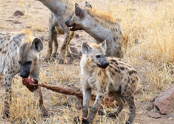 At Kruger NP