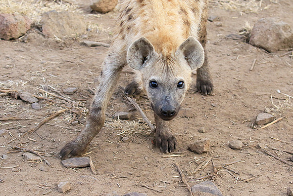 At Kruger NP
