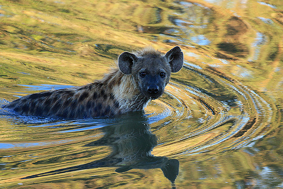 Timbavati private game reserve