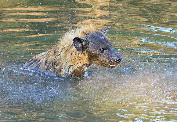 Timbavati private game reserve