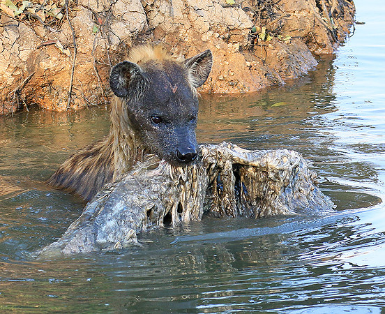 Timbavati private game reserve