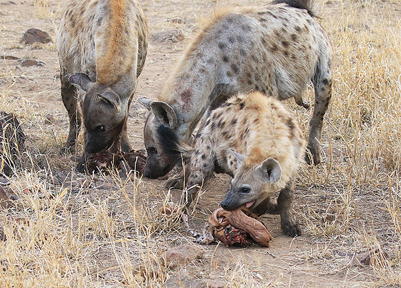 At Kruger NP