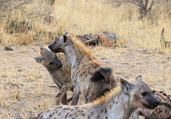 At Kruger NP