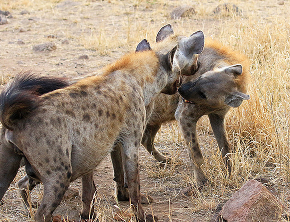 At Kruger NP