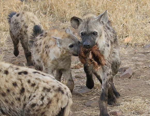 At Kruger NP