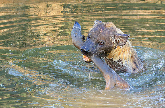 Timbavati private game reserve