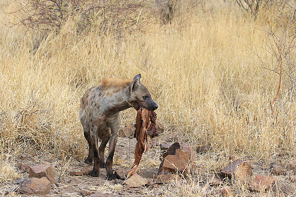 At Kruger NP