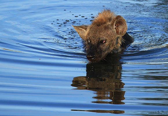 Timbavati private game reserve