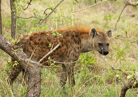 At Mala Mala game reserve