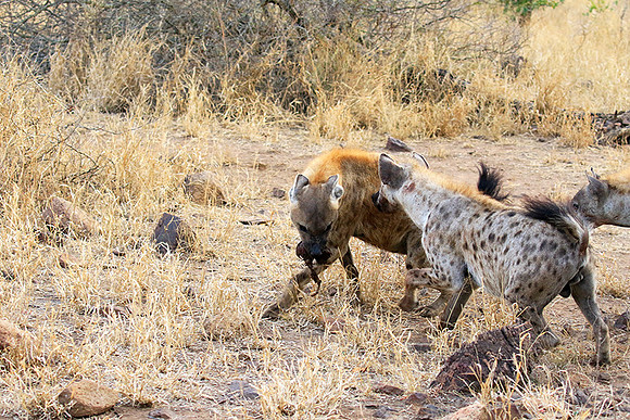 At Kruger NP