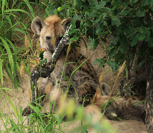 Kruger NP
