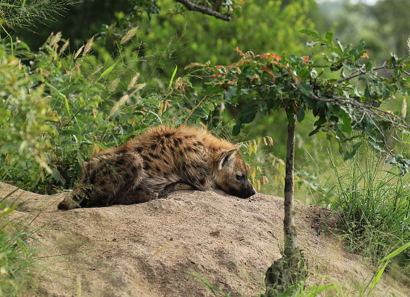 Kruger NP