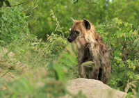 Kruger NP