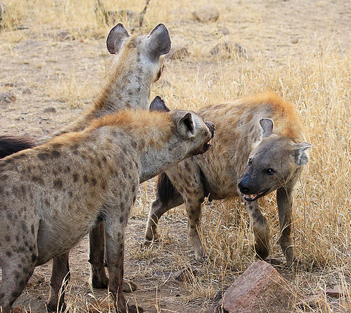 At Kruger NP