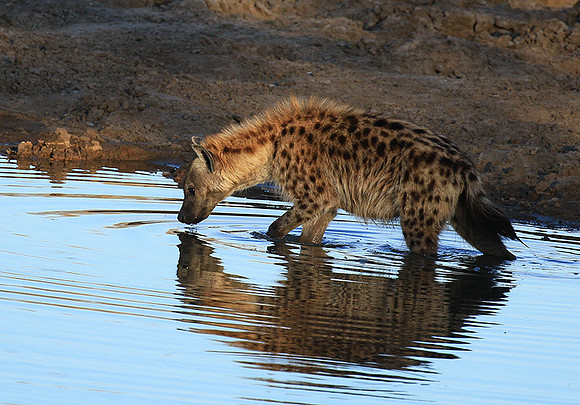 Timbavati private game reserve