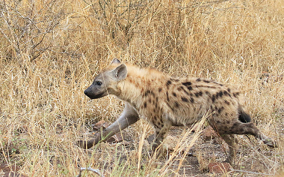 At Kruger NP