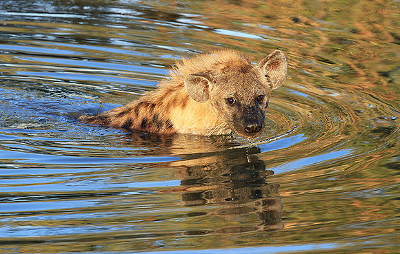 Timbavati private game reserve